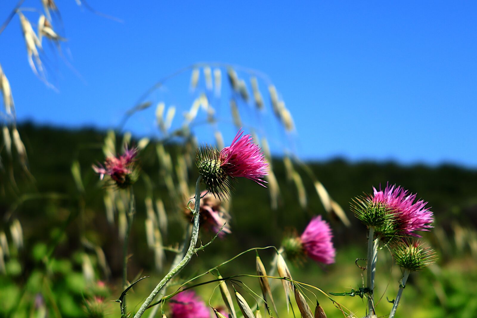 Canon PowerShot G1 X Mark III sample photo. Nature, flowers, spring photography