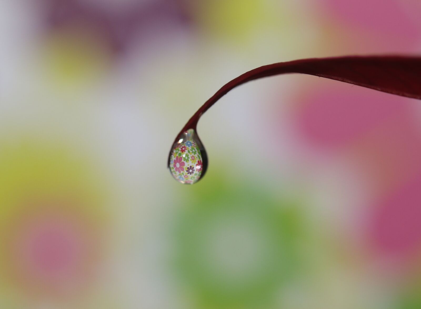 Canon EF-S 60mm F2.8 Macro USM sample photo. Drop, water, macro photography
