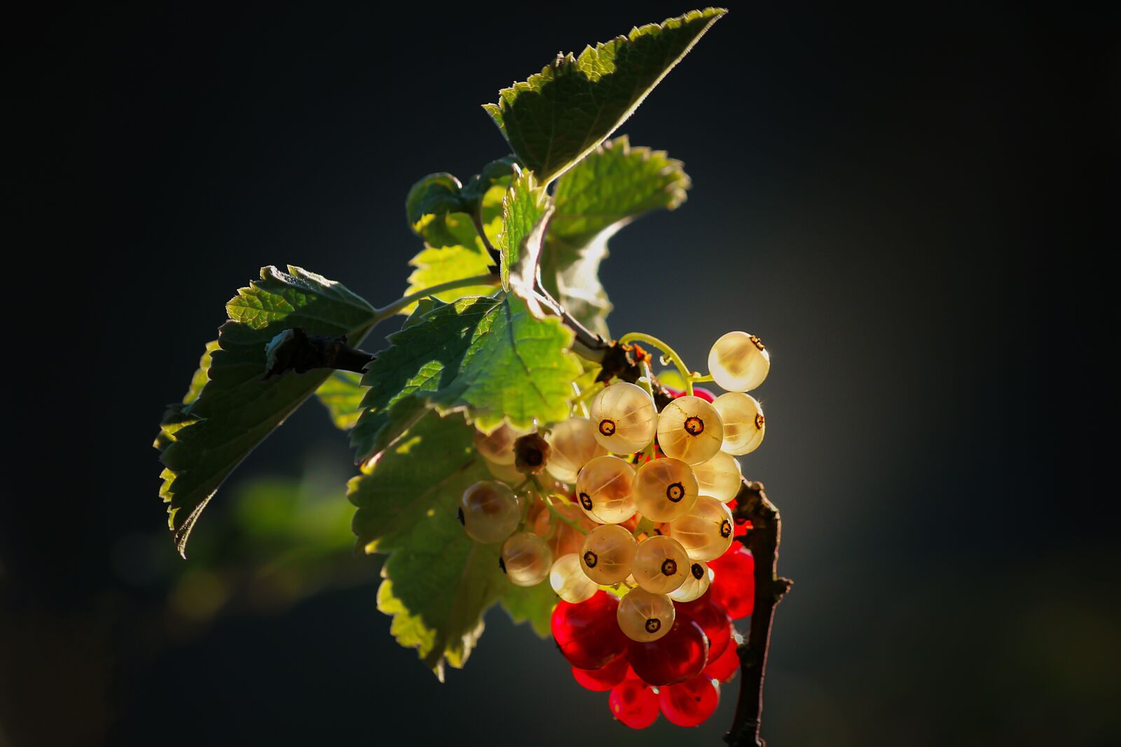 Canon EOS 600D (Rebel EOS T3i / EOS Kiss X5) sample photo. Berries, white, red photography