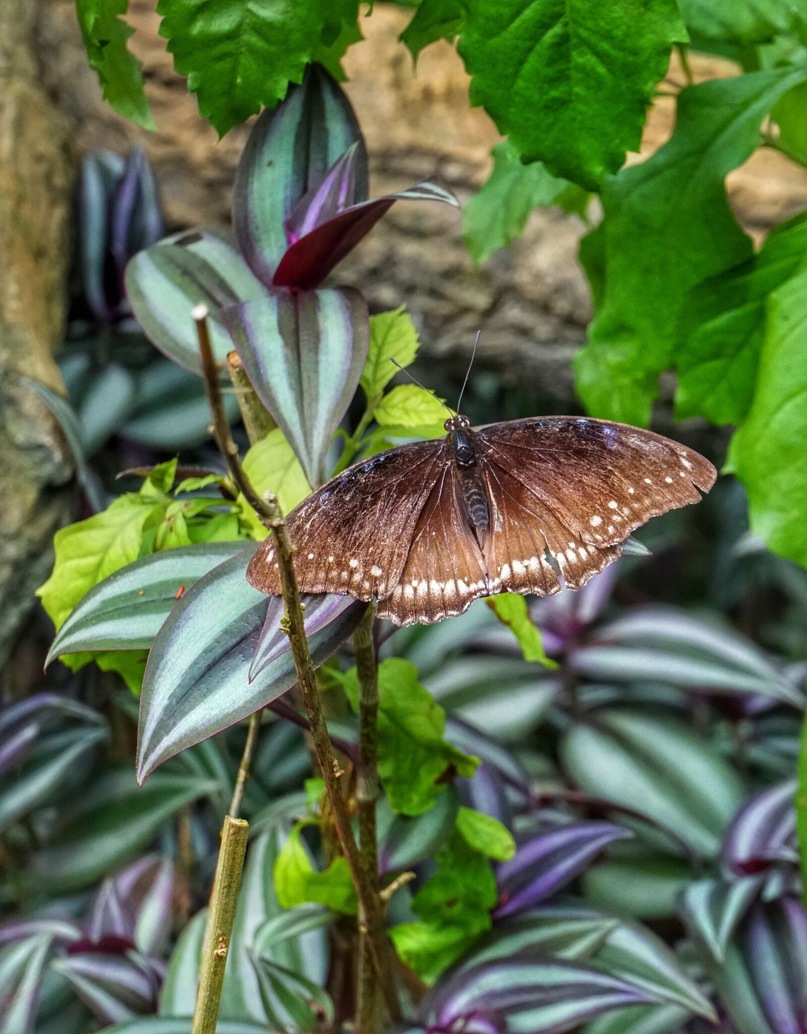 Sony a6300 sample photo. Brown, butterfly, feeding photography