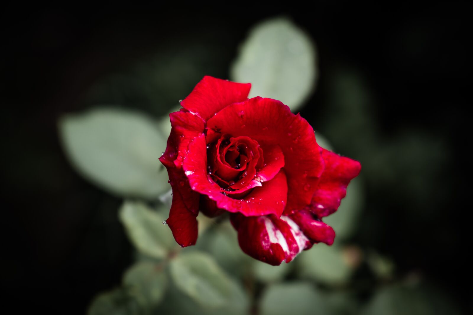 Canon EOS 800D (EOS Rebel T7i / EOS Kiss X9i) sample photo. Red rose, dew, rose photography