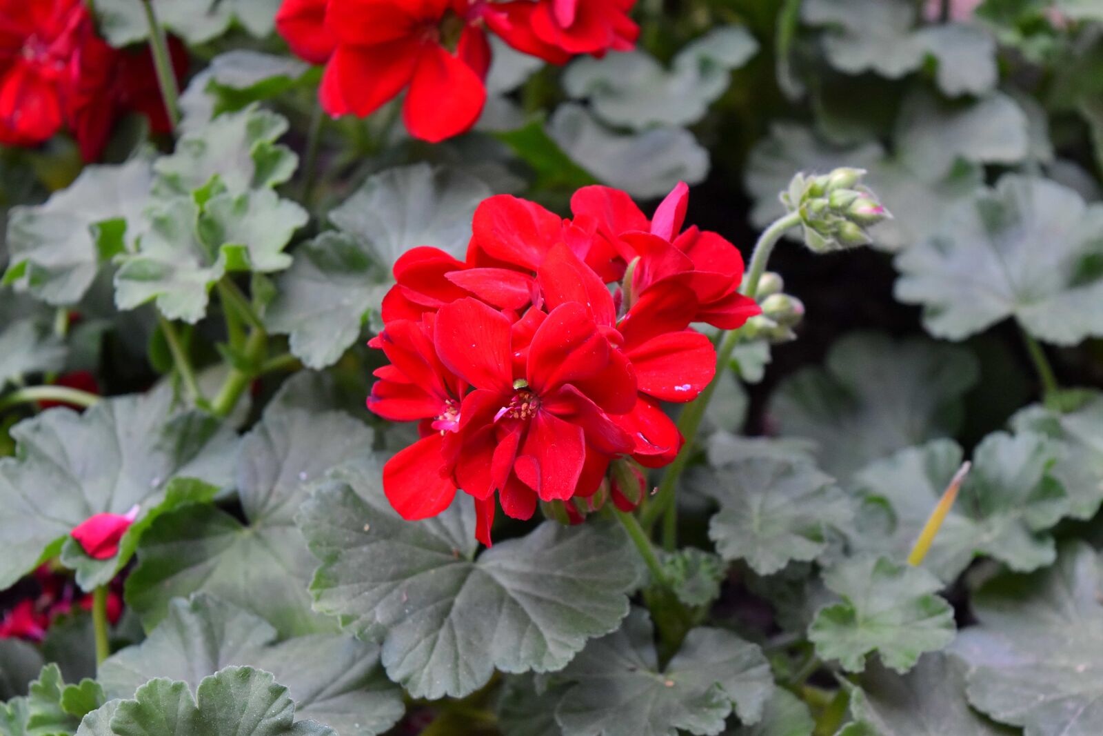 Nikon D5500 sample photo. Flower, plant, herb, petal photography