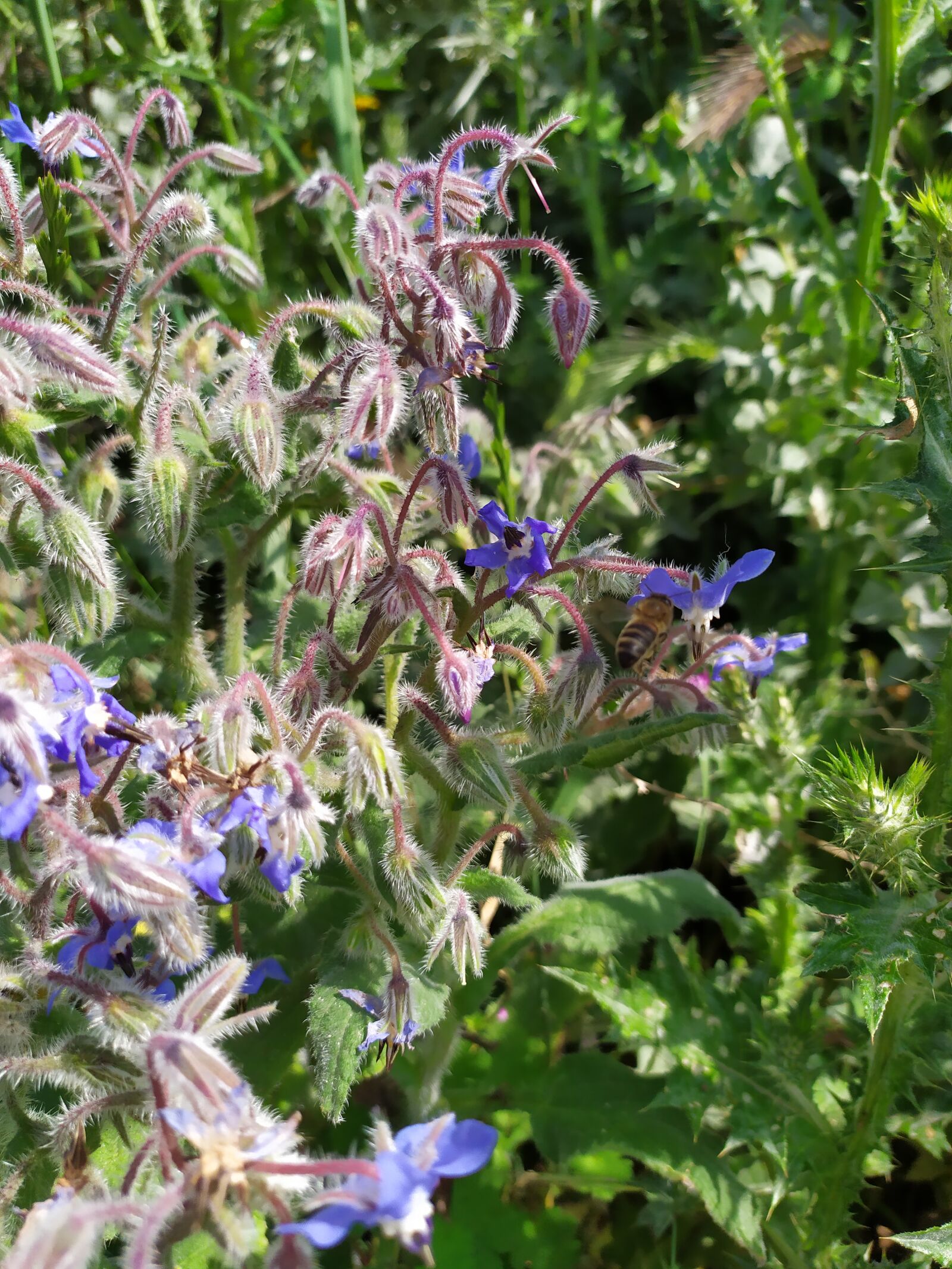 Xiaomi Redmi Note 7 sample photo. Flowers, violet, nature photography