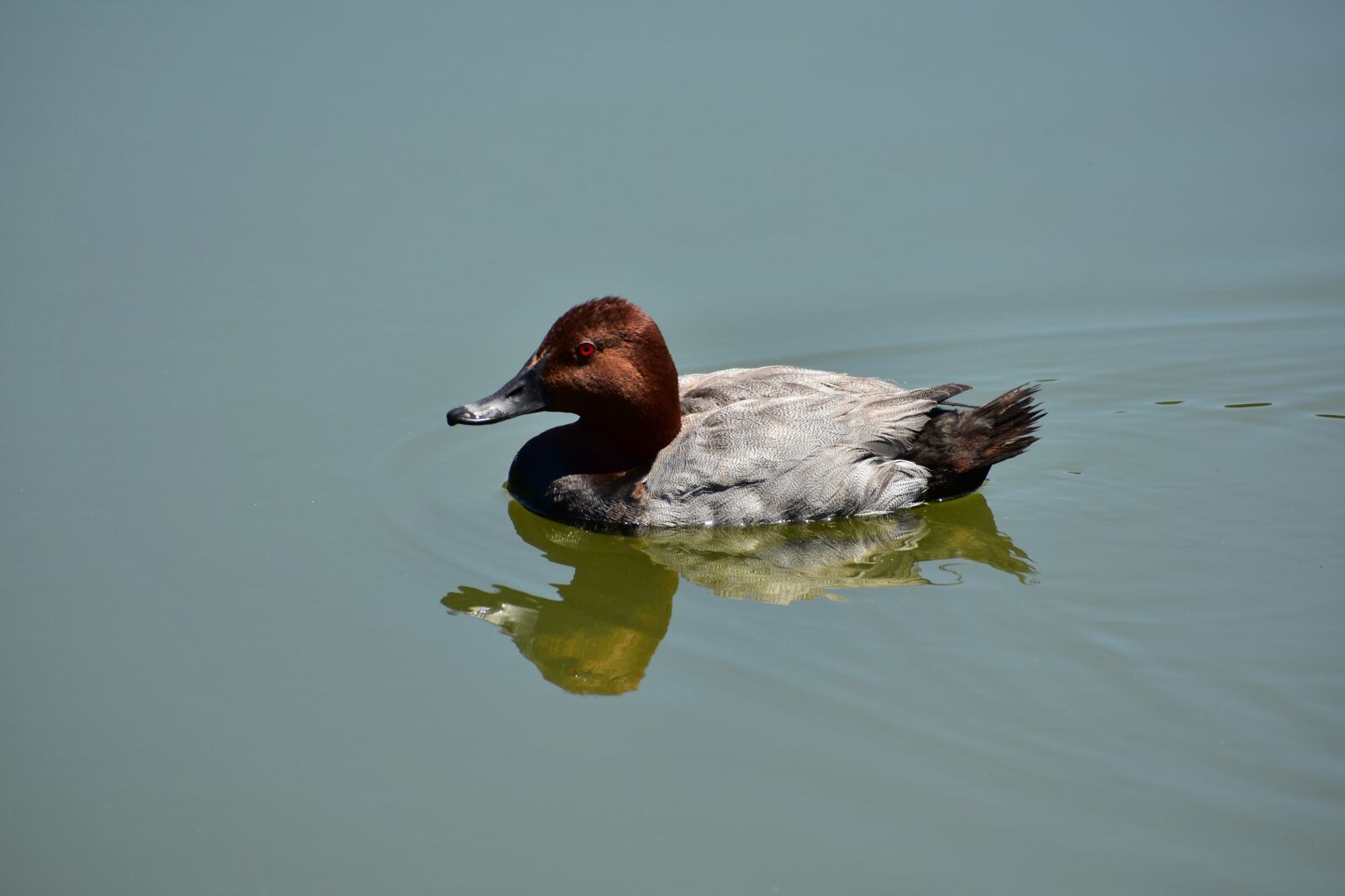Nikon D7200 sample photo. Animal, pond, bird photography