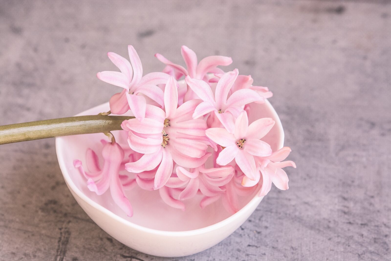 Nikon D7100 sample photo. Hyacinth, pink, pink hyacinth photography