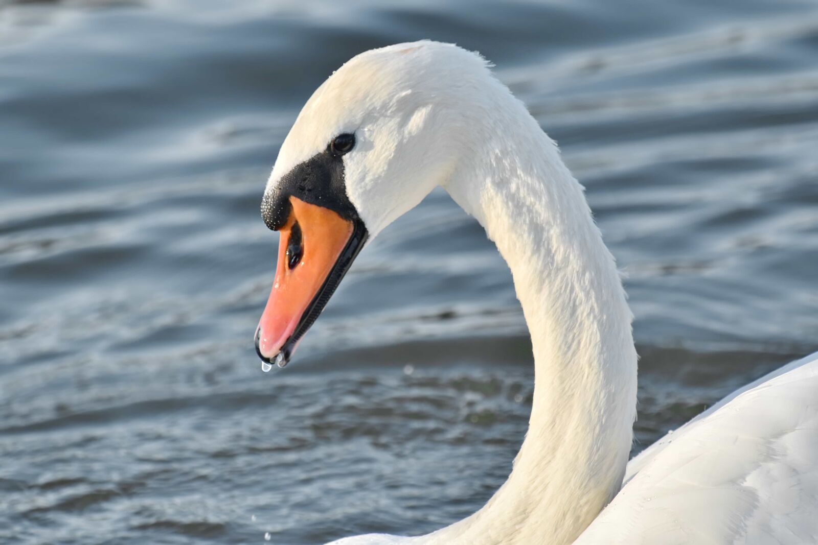 Nikon D5500 sample photo. Aquatic bird, beak, beautiful photography