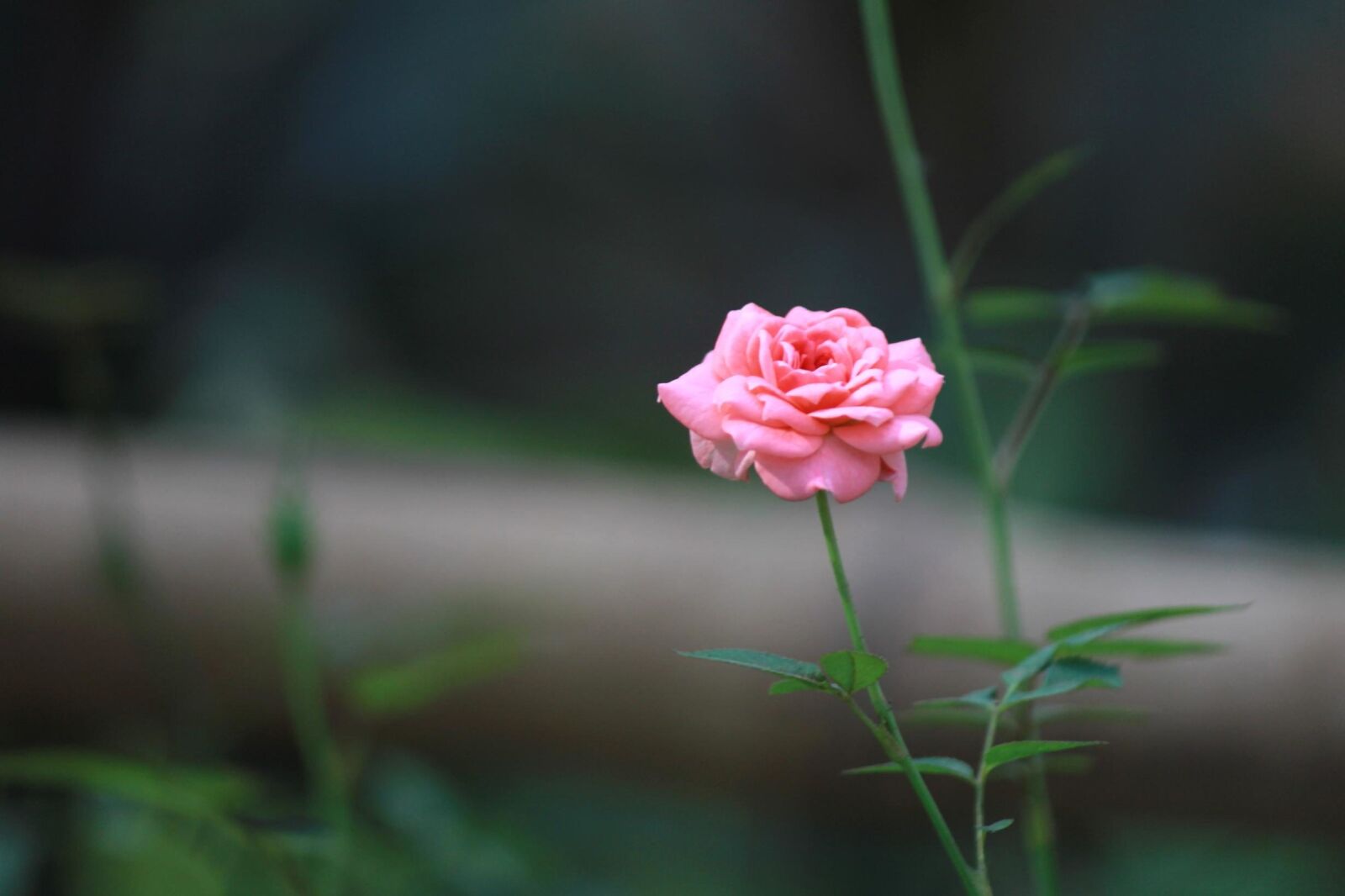 Canon EOS 600D (Rebel EOS T3i / EOS Kiss X5) sample photo. Pink, rose, flower, herb photography