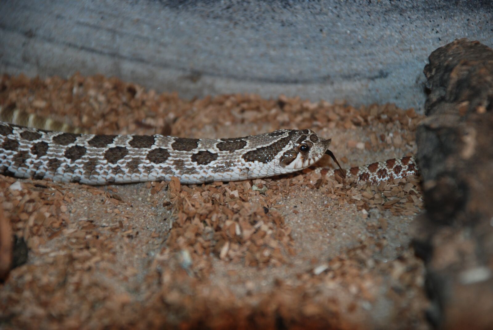 Nikon D80 sample photo. Snake, reptile, zoo photography