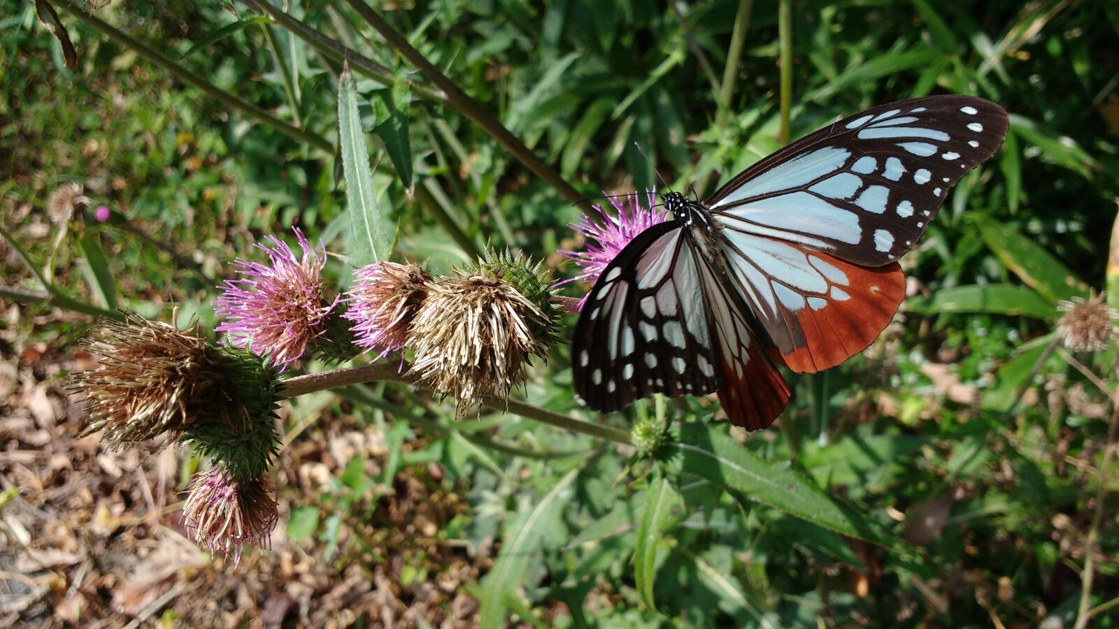 Motorola MotoG3 sample photo. Butterfly, nature, insect photography