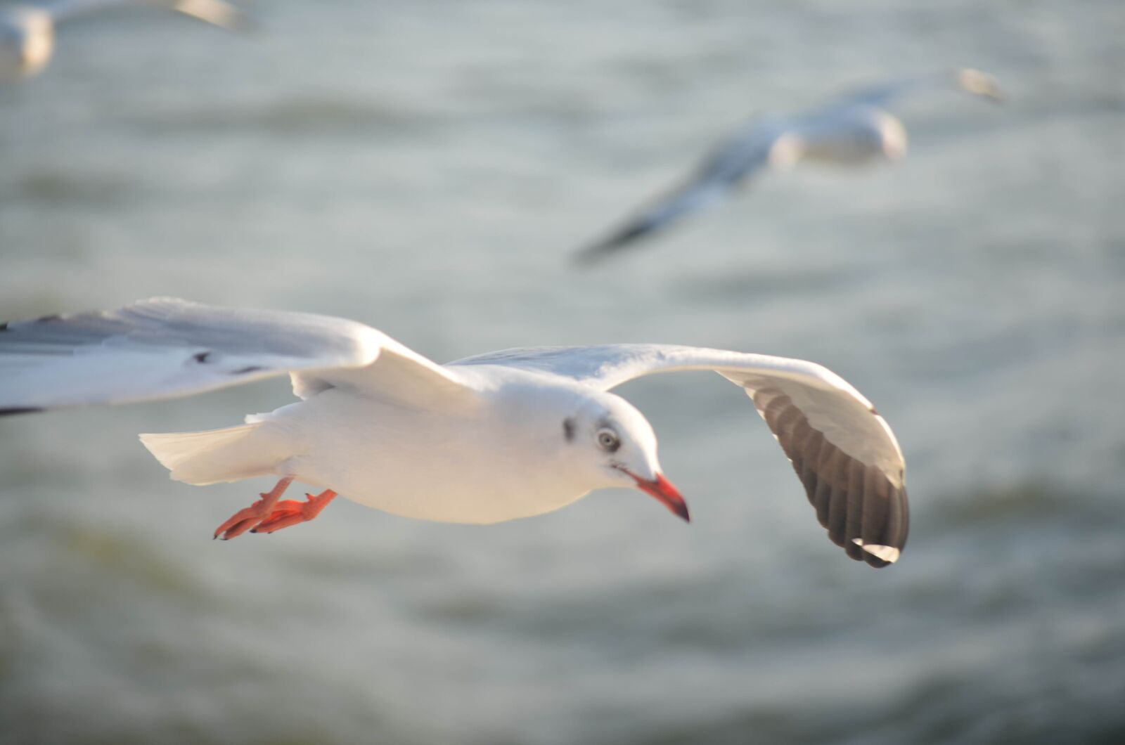 Nikon D5100 sample photo. Bird, fly, flying photography