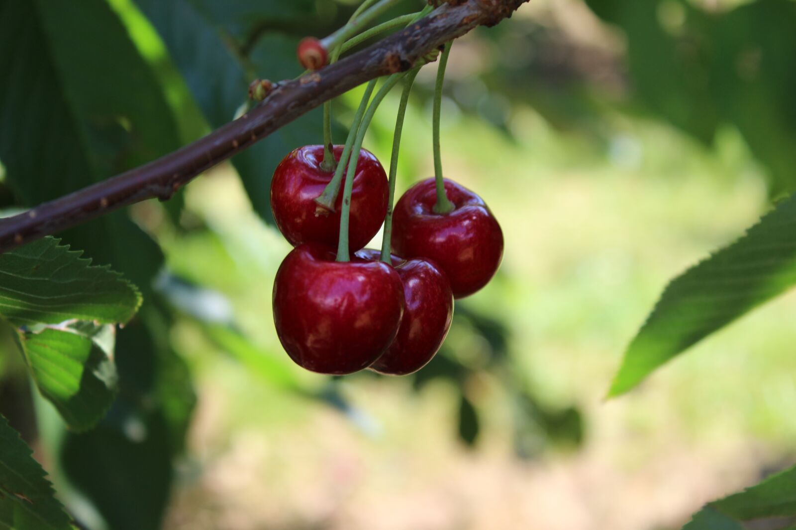 Canon EOS 1300D (EOS Rebel T6 / EOS Kiss X80) sample photo. Cherries, cherry tree, fruit photography
