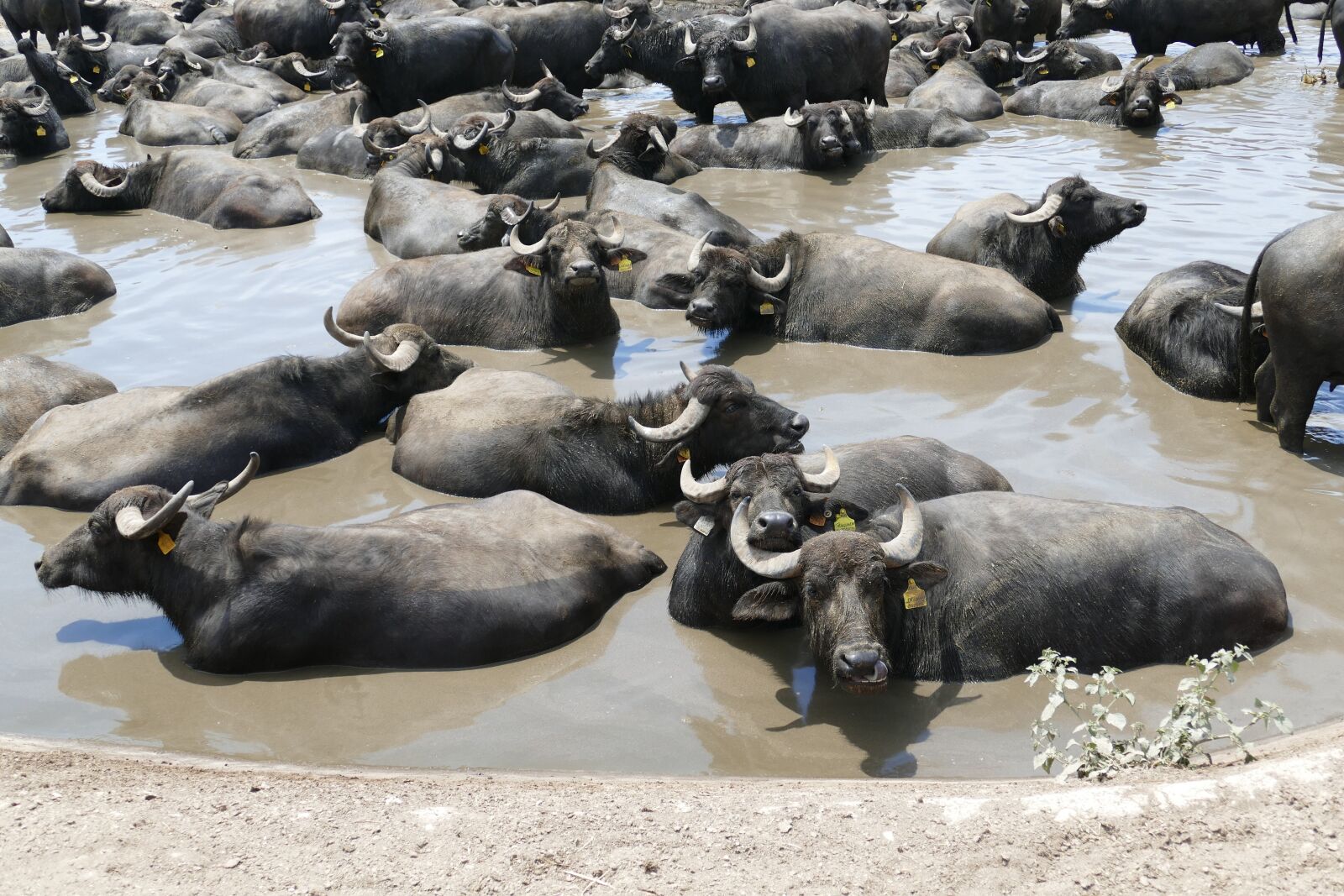 Panasonic Lumix DMC-FZ1000 sample photo. Buffalo, water buffalo, animal photography