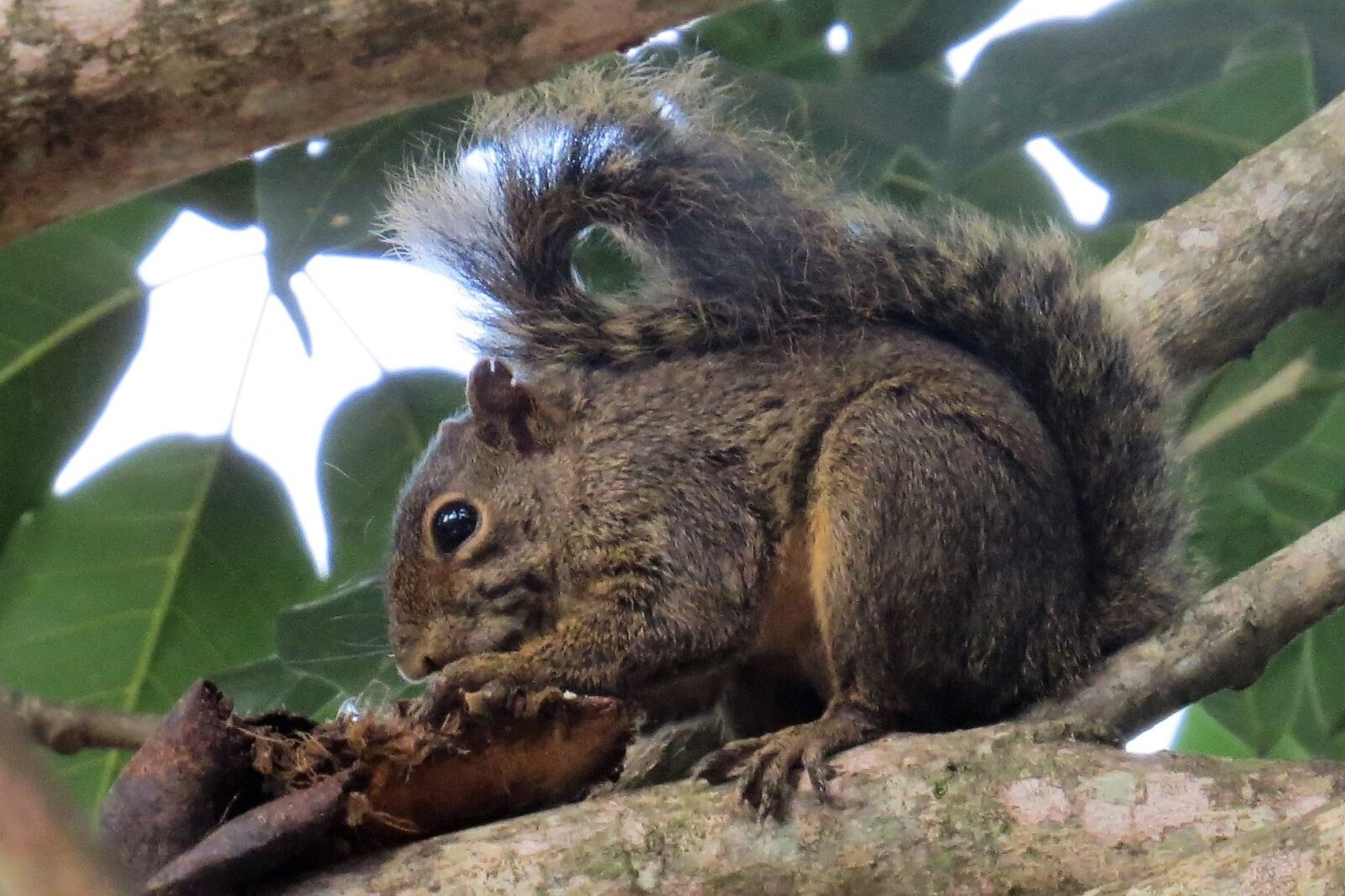 Canon PowerShot SX50 HS sample photo. Squirrel, animal, mammal photography