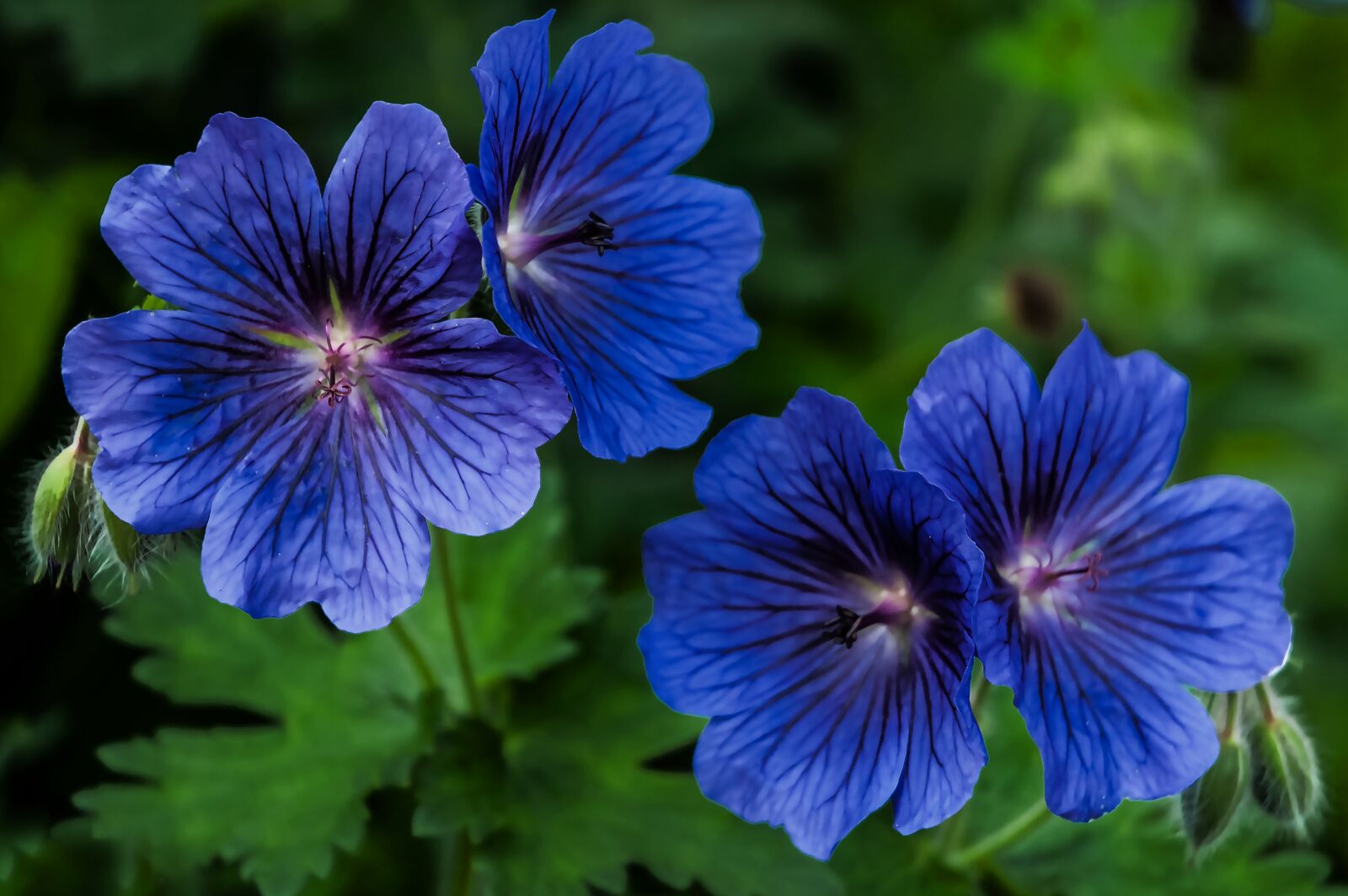 Nikon D90 sample photo. Plants, geranium, blue photography