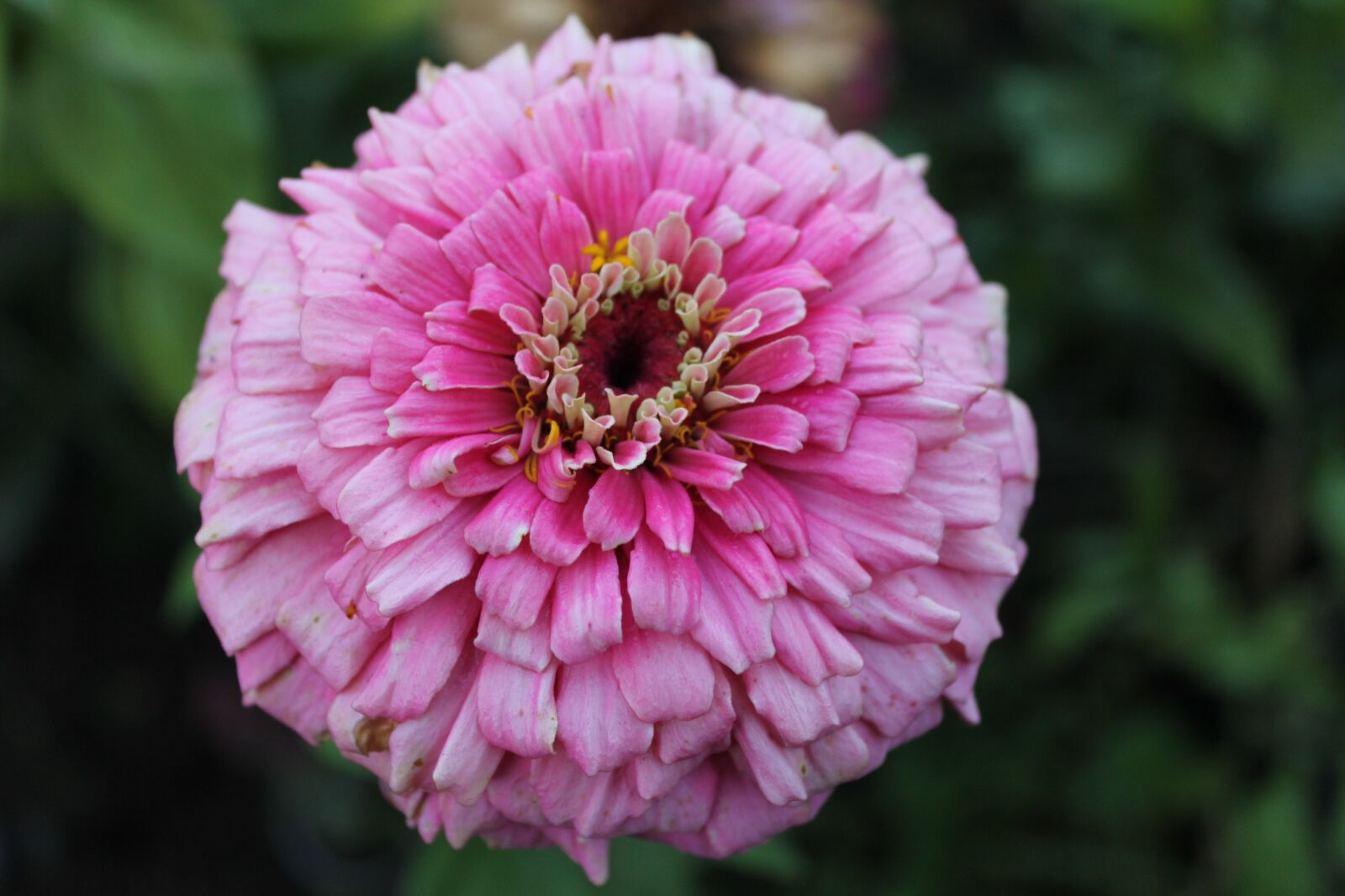 Canon EOS 60D sample photo. Summer, flowers, landscape photography