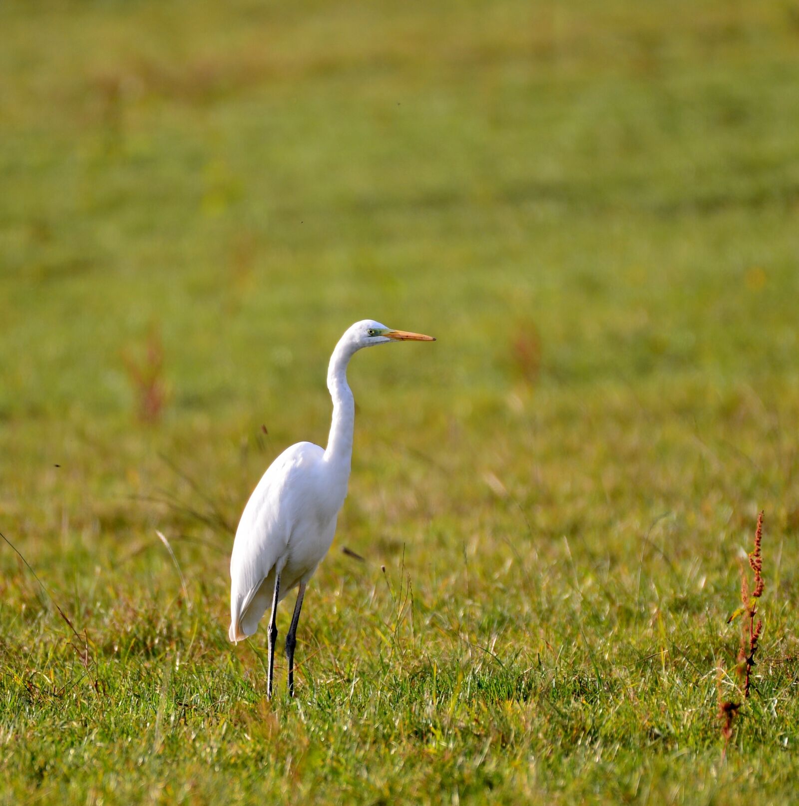 Nikon D600 sample photo. Egret, nature, bird photography