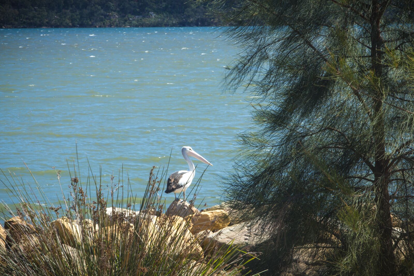 Canon EOS 60D sample photo. Pelican, river, australia photography