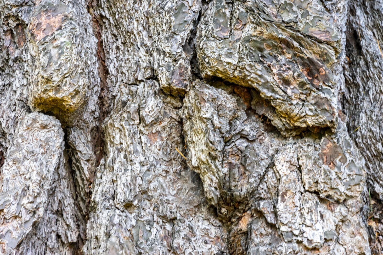 Nikon D3400 sample photo. Wood, texture, rough photography