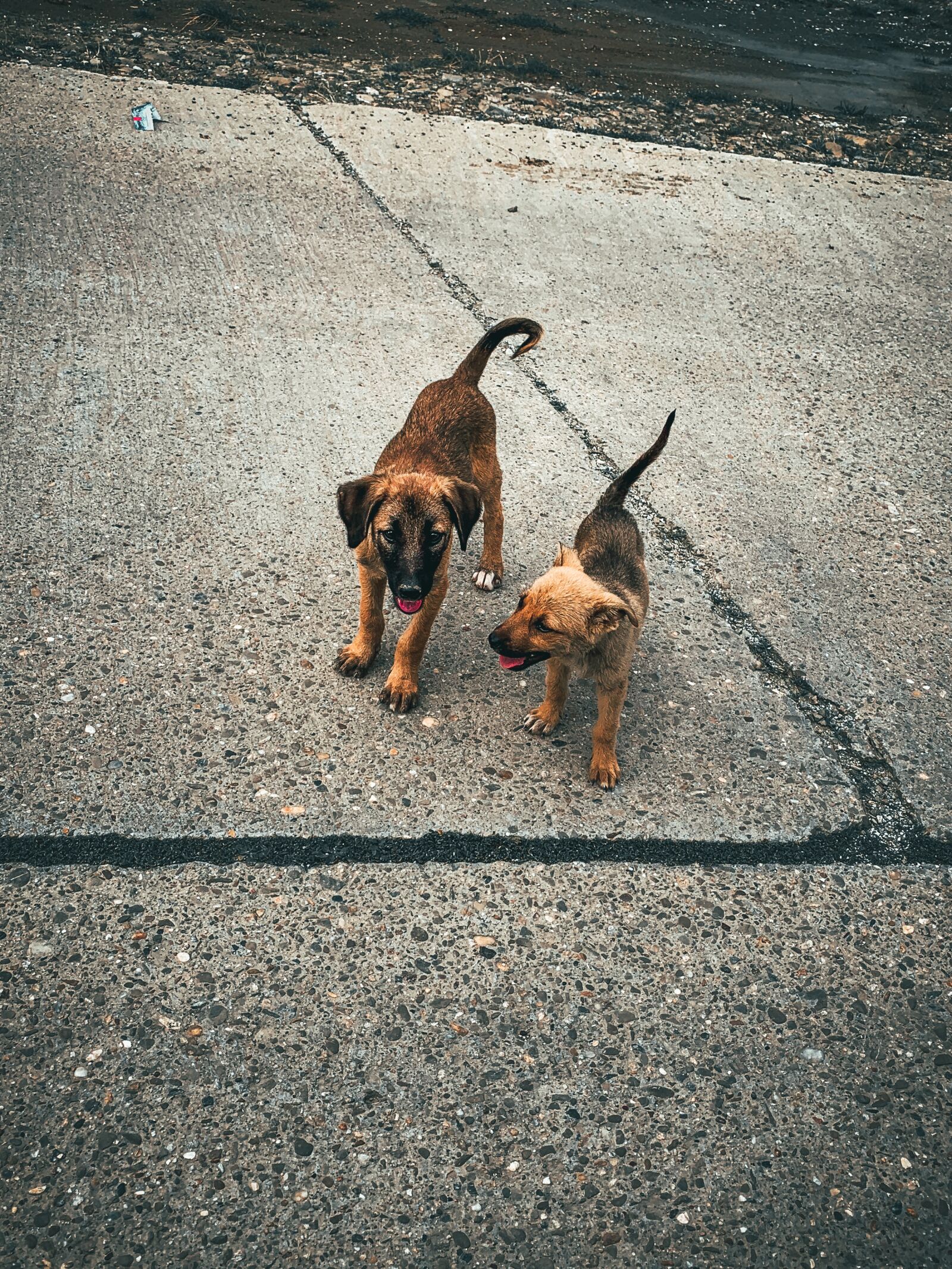 Apple iPhone XS sample photo. Nature, dog, animal photography