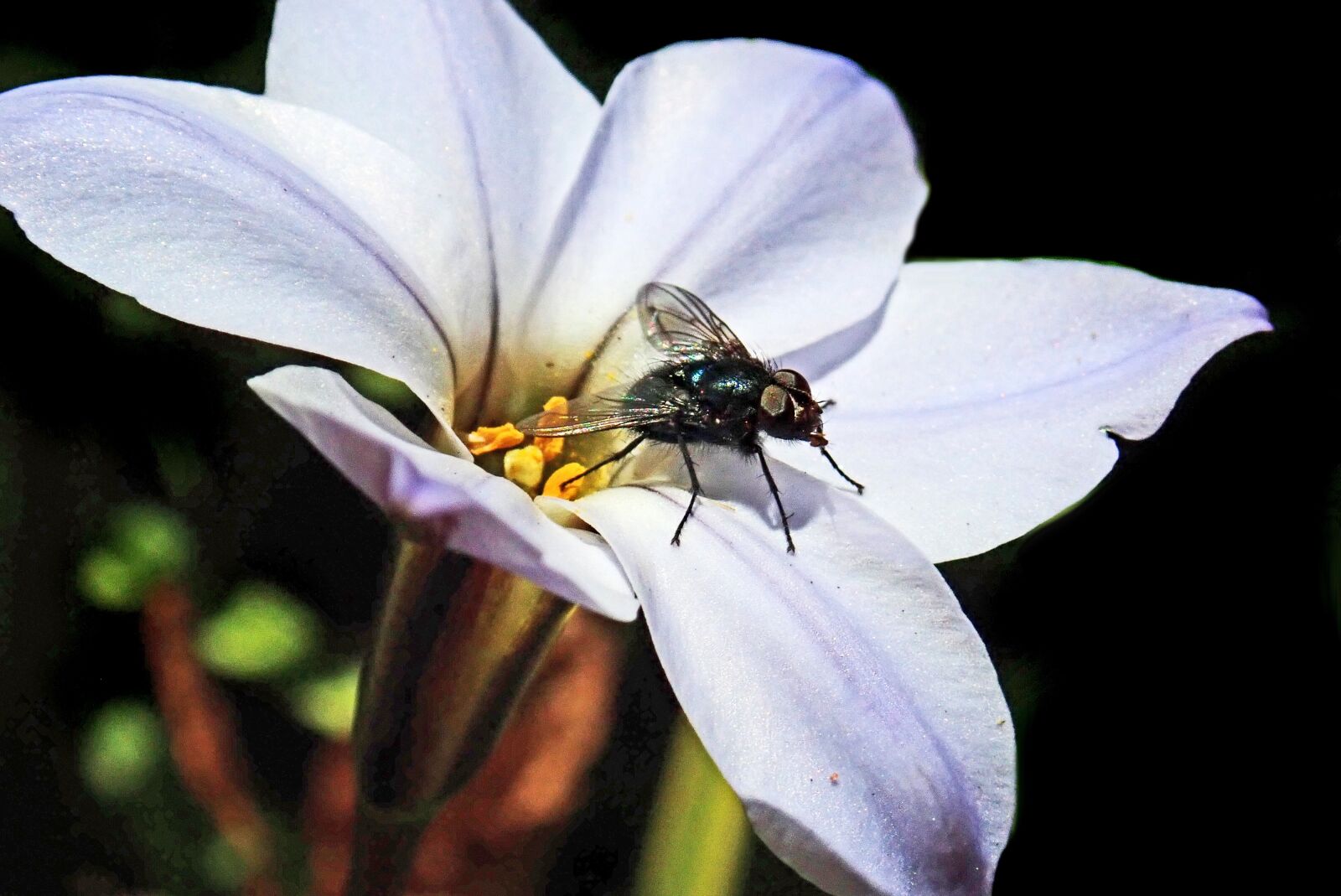 Olympus TG-5 sample photo. Fly, tongue, pollen photography