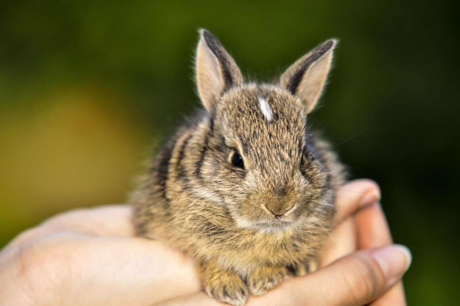 Nikon D5000 sample photo. Rabbit, little rabbit, nature photography