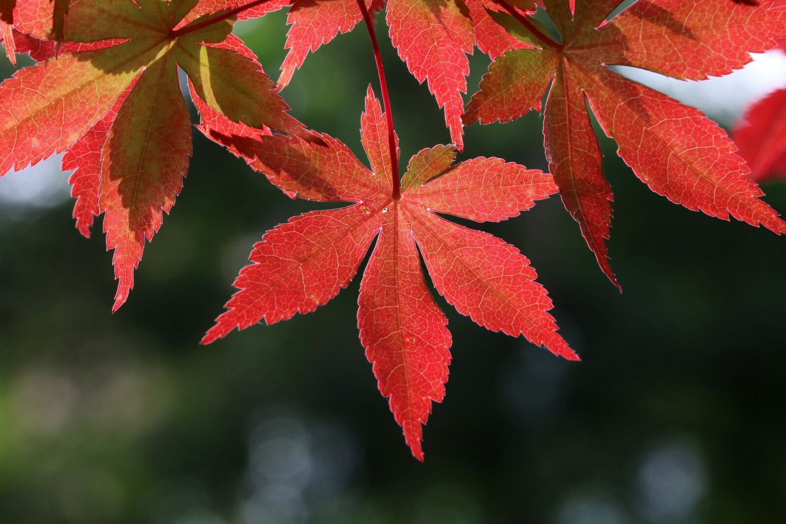 Canon EOS 750D (EOS Rebel T6i / EOS Kiss X8i) sample photo. Autumn leaves, autumn, nature photography