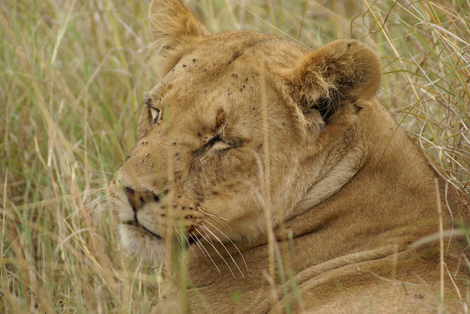 Sony Alpha DSLR-A100 sample photo. Lion, animals, predator photography