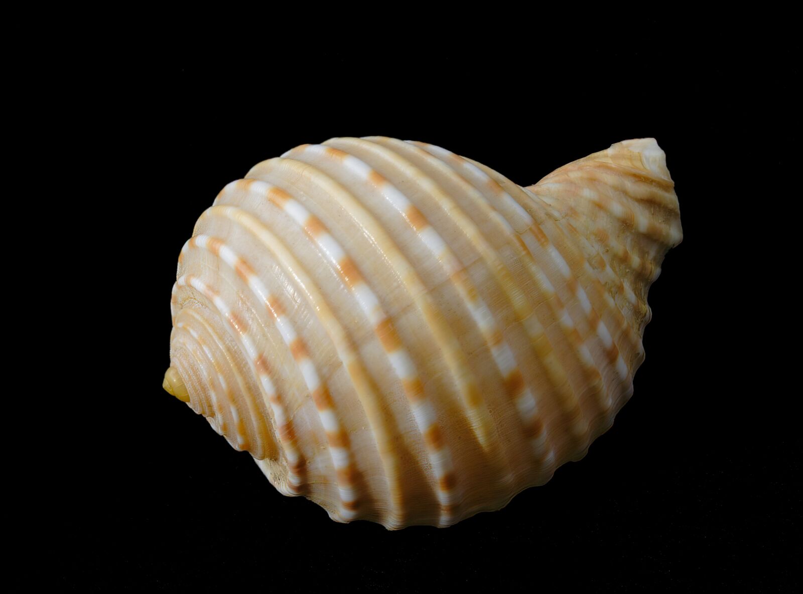 Canon EOS 400D (EOS Digital Rebel XTi / EOS Kiss Digital X) sample photo. Seashell, spiral, shape photography