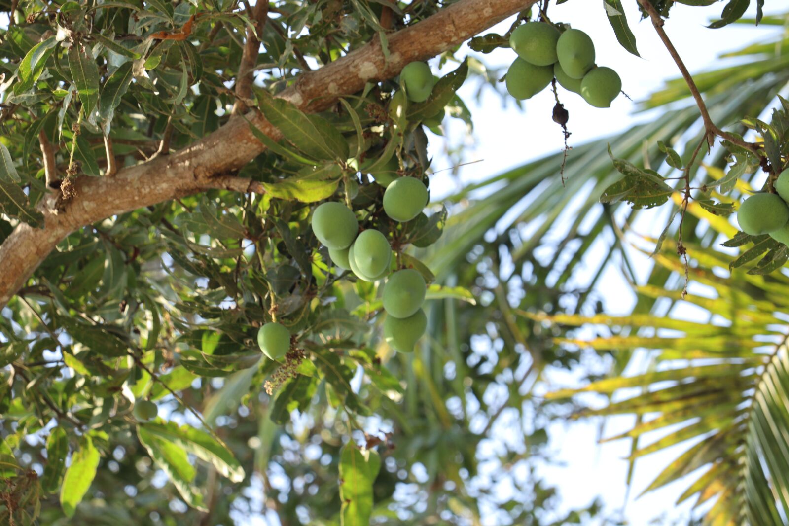 Canon EOS 250D (EOS Rebel SL3 / EOS Kiss X10 / EOS 200D II) sample photo. Mango tree, kerala, mangos photography