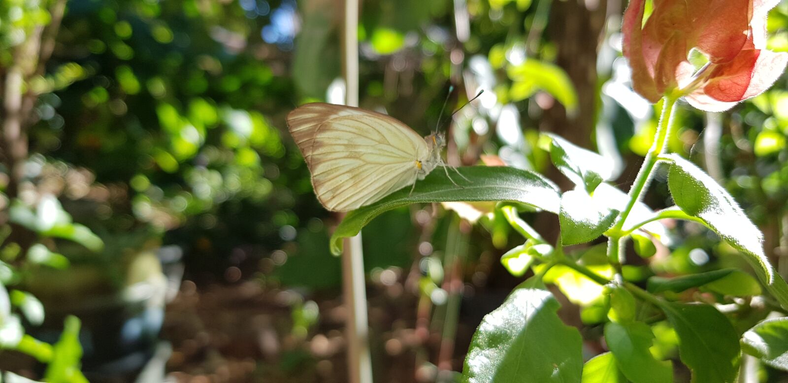 Samsung Galaxy S8+ sample photo. Butterfly, green, insect photography