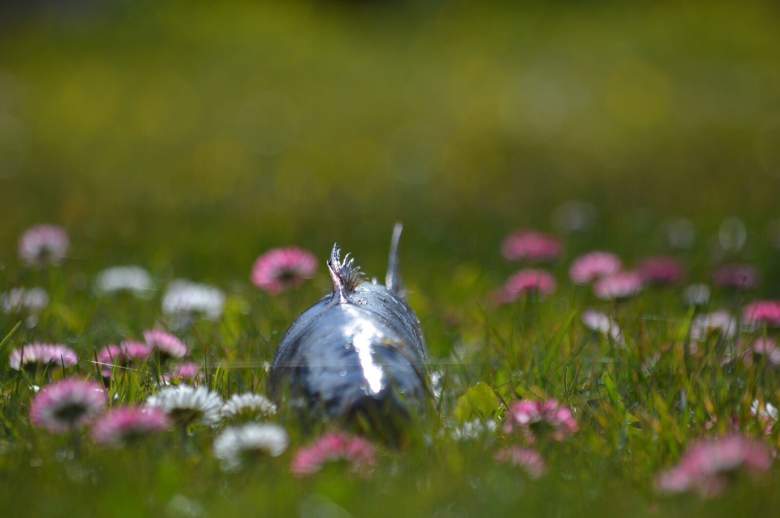 Nikon D3200 sample photo. Uus, teenus, saaaremaal photography