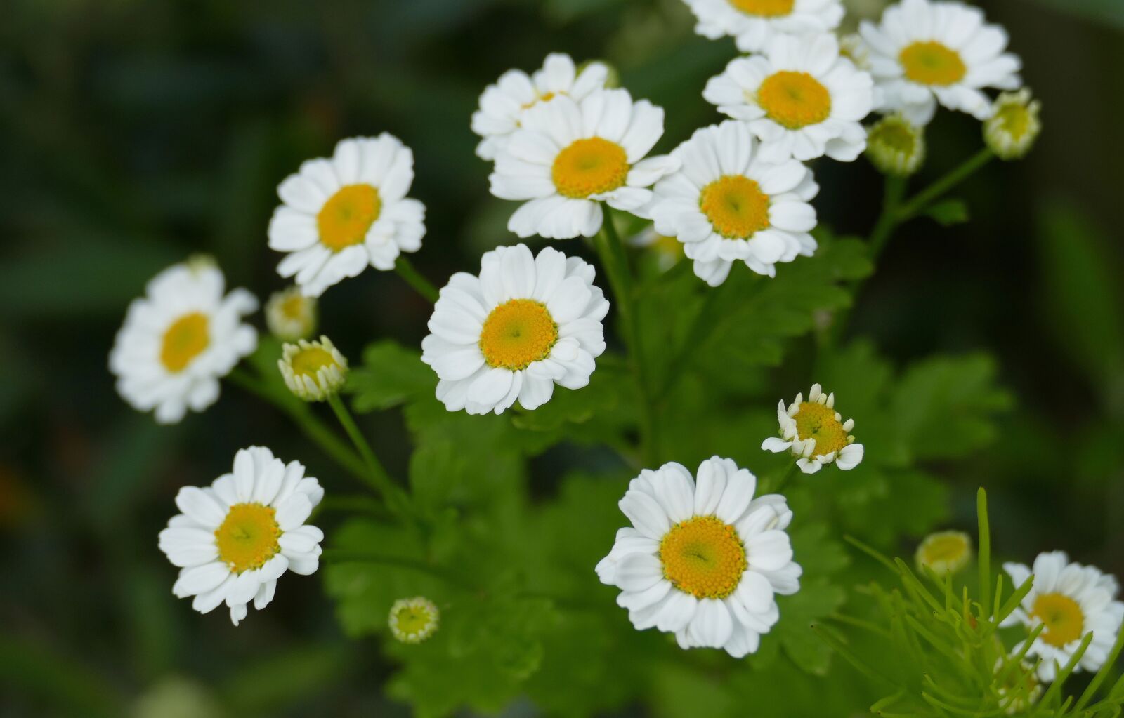 Panasonic Lumix DMC-FZ1000 sample photo. Feverfew, garden, plant photography