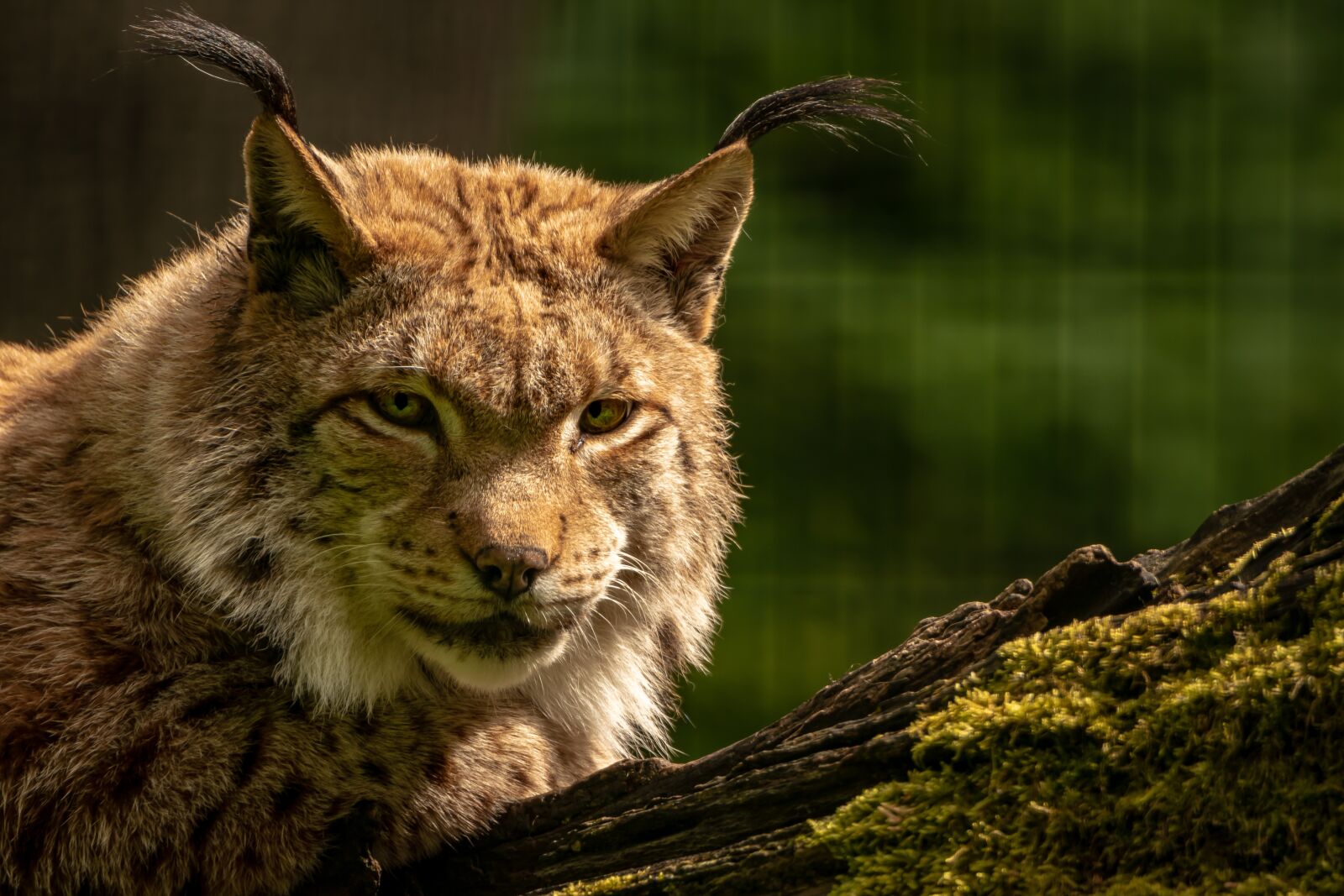 Canon EOS 80D sample photo. Lynx, animal, big cat photography