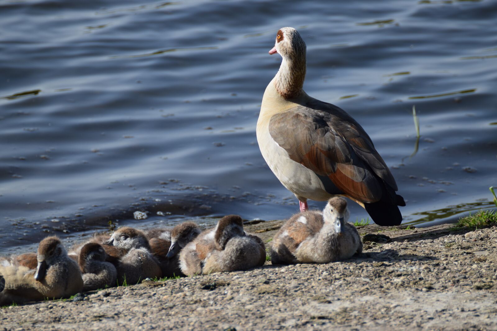Nikon D3300 sample photo. Animal world, bird, nature photography