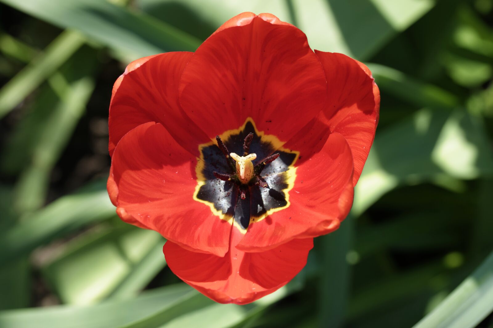 Nikon D5300 sample photo. Flower, tulip, petals photography