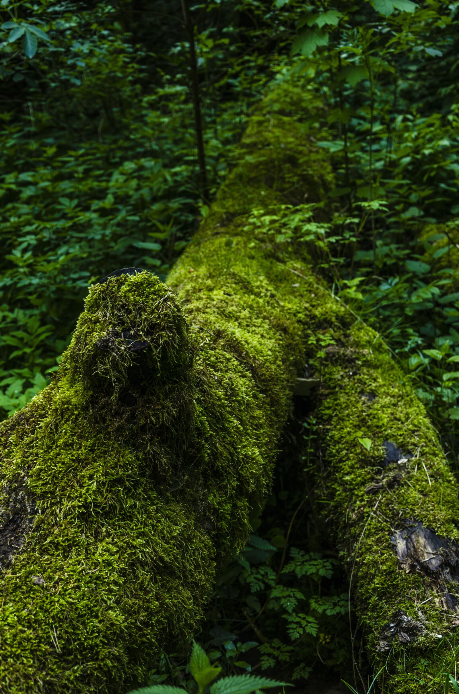 Nikon D5100 sample photo. Moss, nature, forest photography