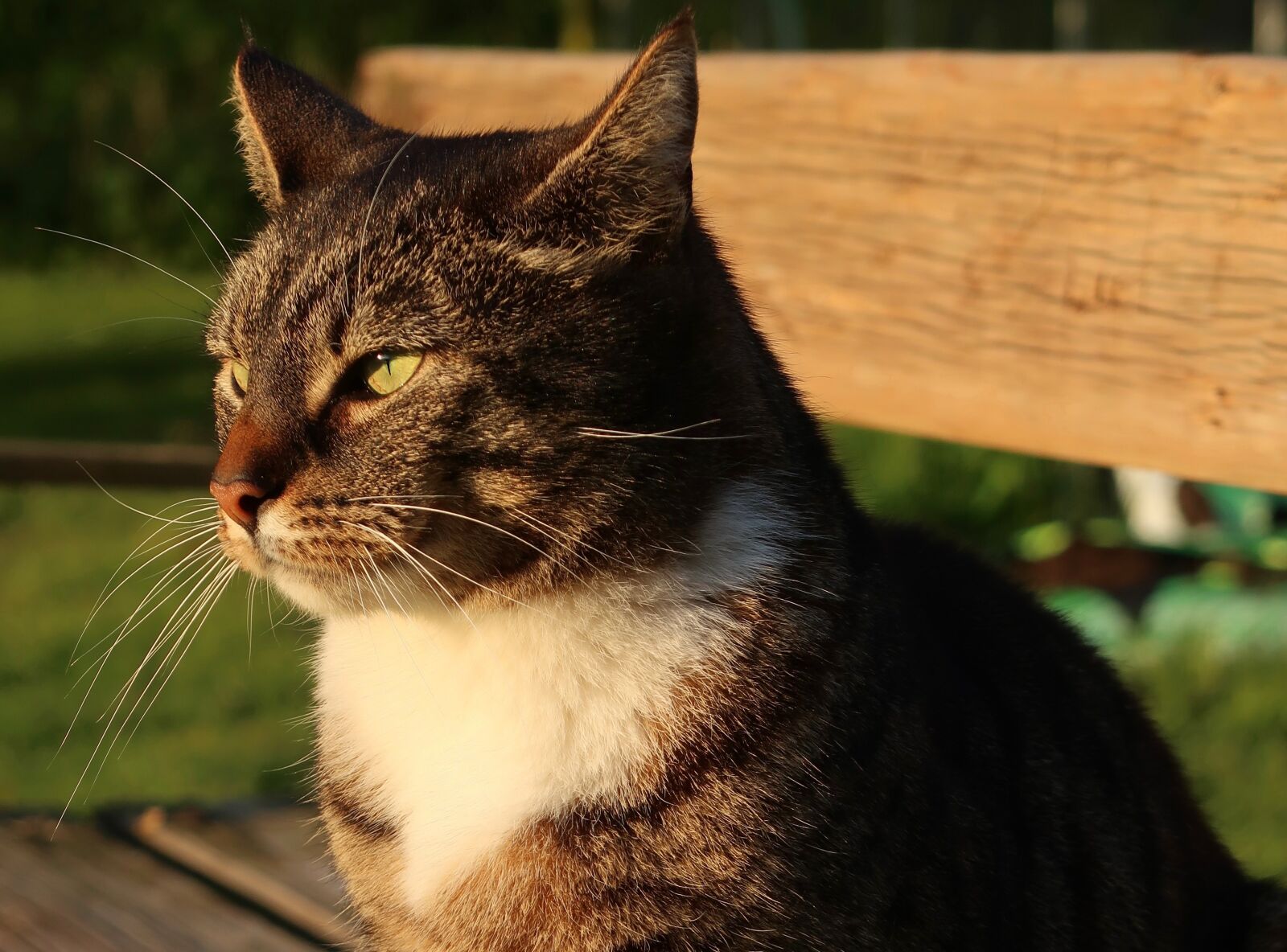 Canon PowerShot G7 X Mark II sample photo. Cat, animal, pet photography