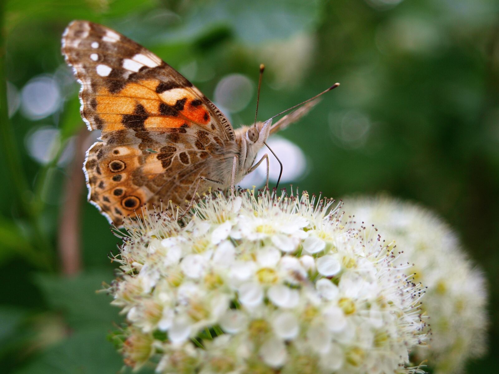 Olympus E-420 (EVOLT E-420) sample photo. Vanessa cardui, butterfly, nature photography