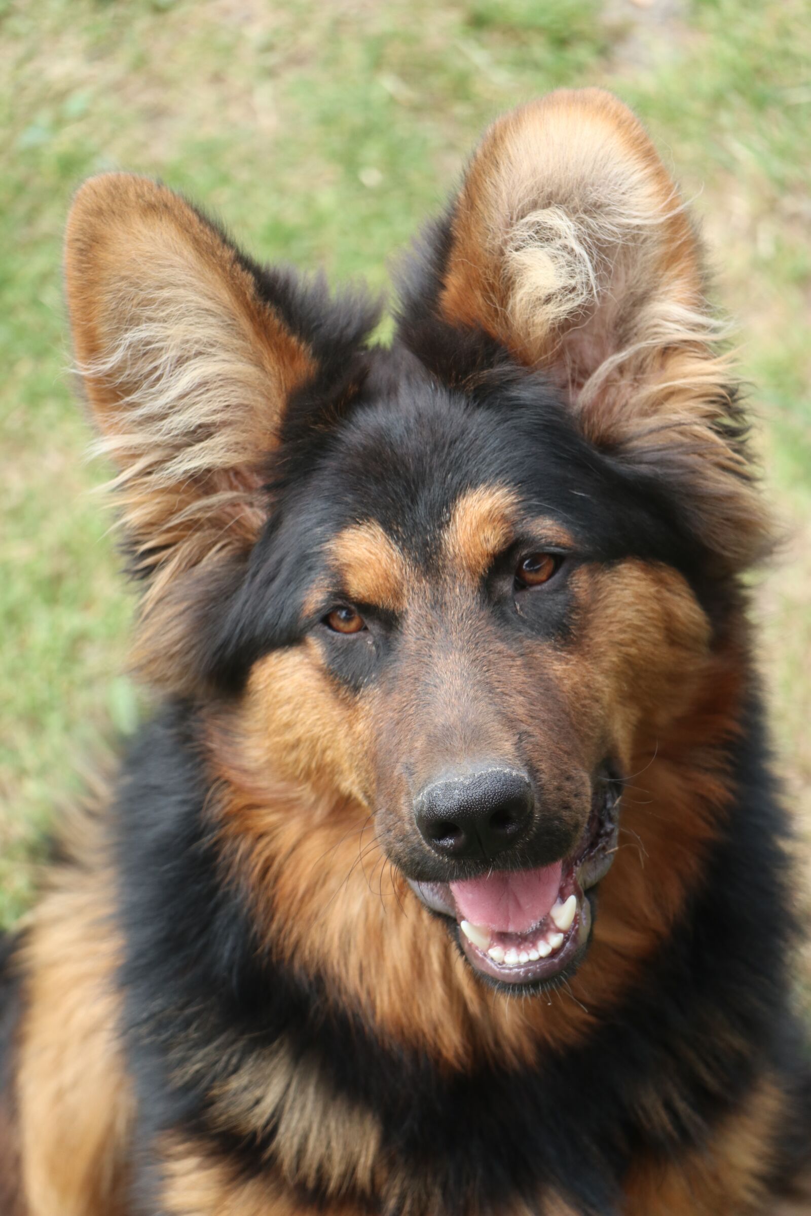 Canon EOS M6 sample photo. Dog, sheep-dog, the creation photography