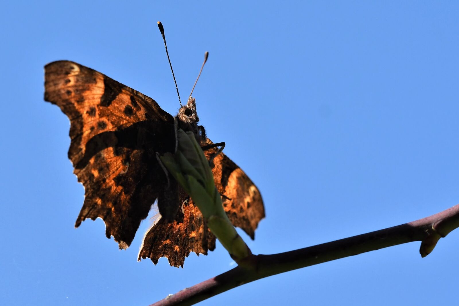 Nikon D500 sample photo. Polygonia c album, c photography