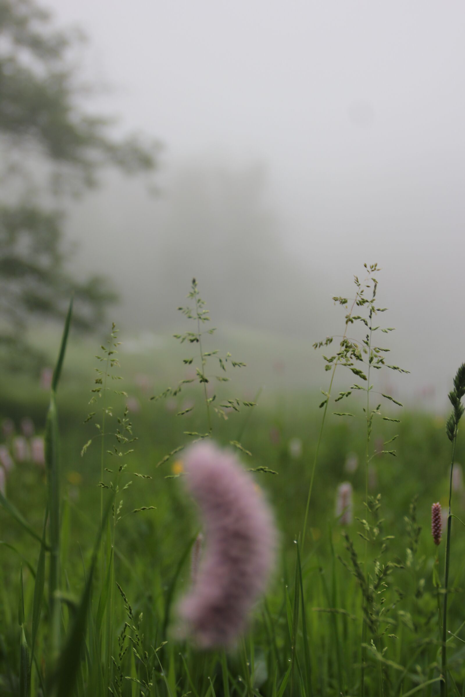Canon EOS 550D (EOS Rebel T2i / EOS Kiss X4) sample photo. Fog, meadow, oberharz photography