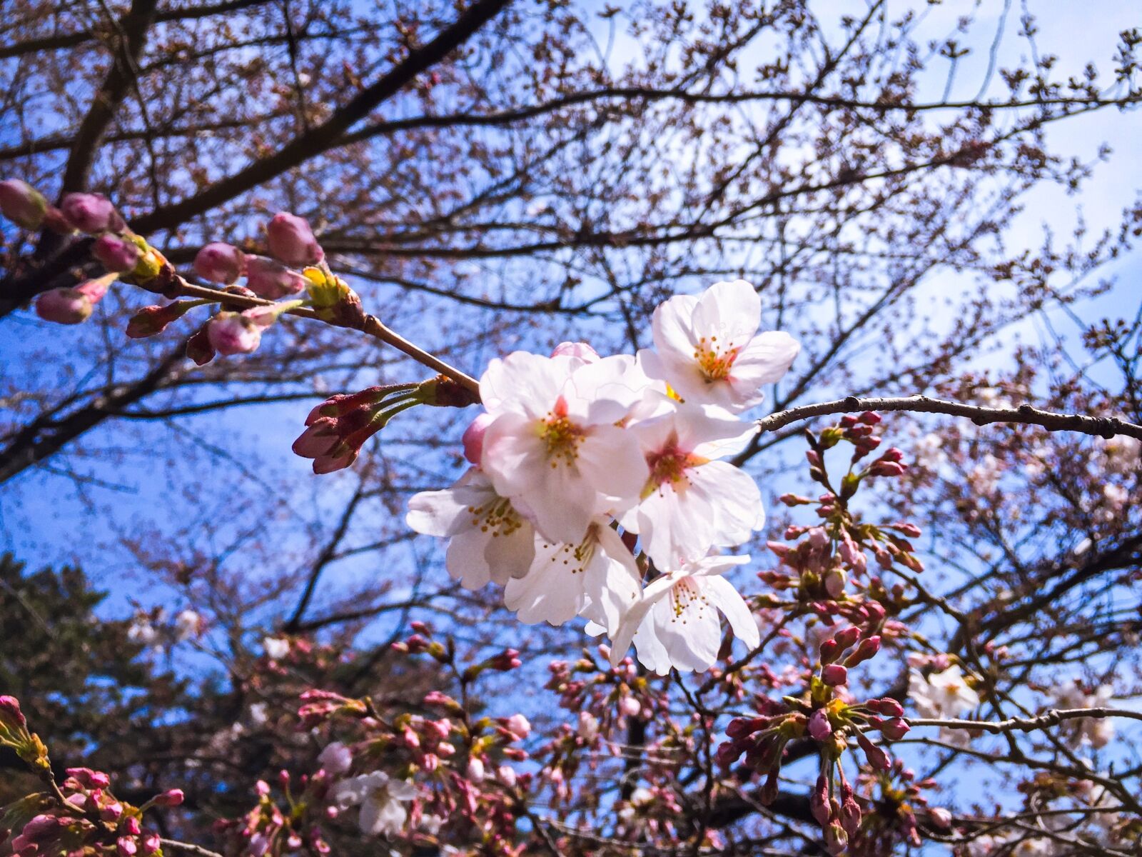 Apple iPhone 6 sample photo. Tokyo, spring, cherry photography