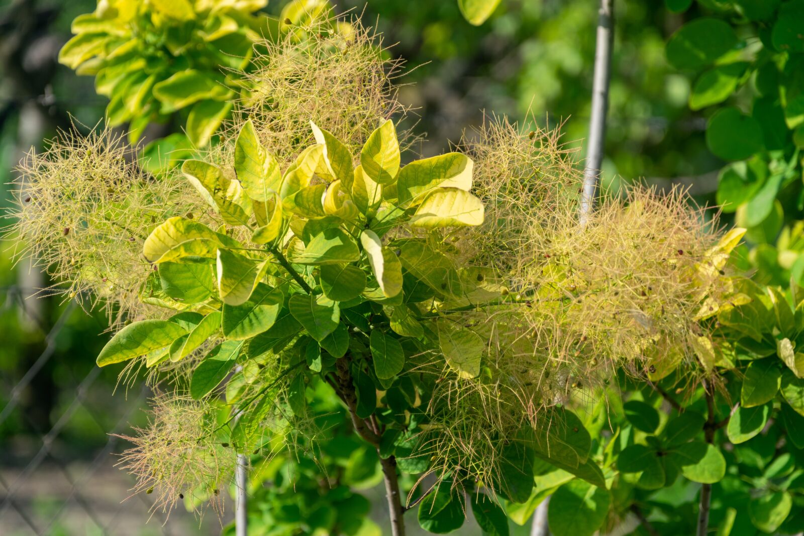 Nikon D3300 sample photo. Flower, garden, flowers photography