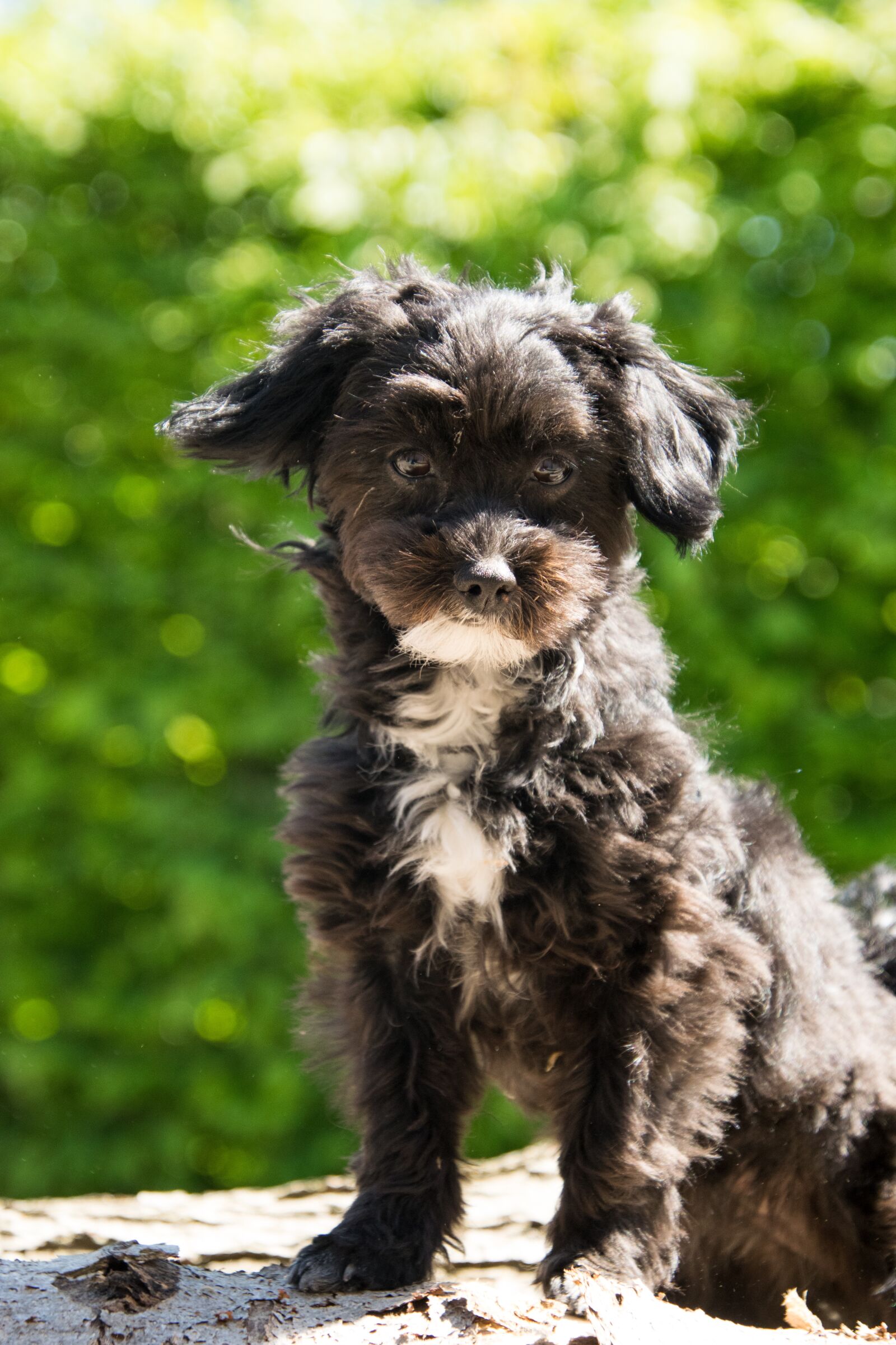 Nikon D3300 sample photo. Animal, dog, mammal photography