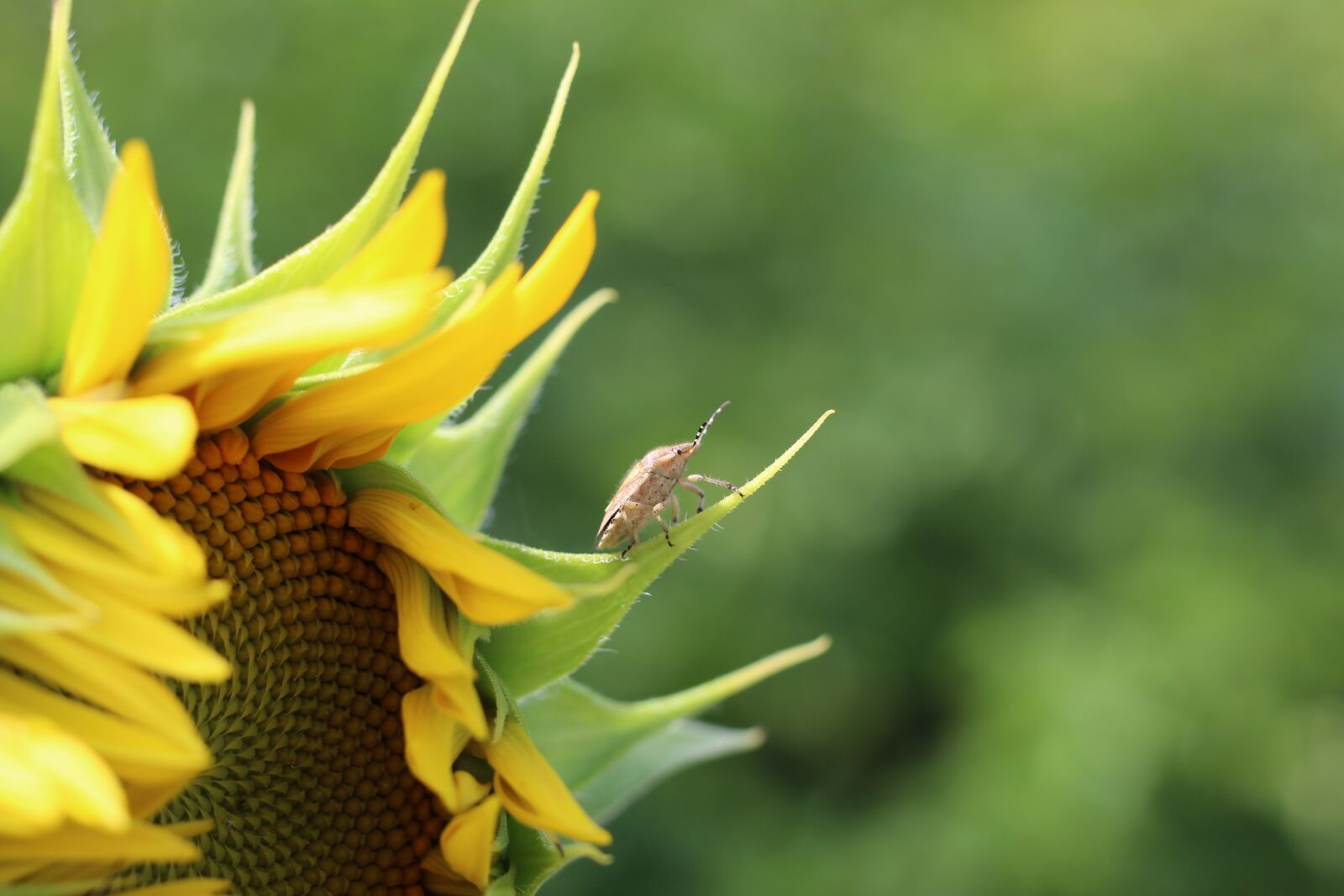 Canon EOS 1200D (EOS Rebel T5 / EOS Kiss X70 / EOS Hi) + Canon EF 50mm F1.8 STM sample photo. Sunflower, beetle, yellow photography