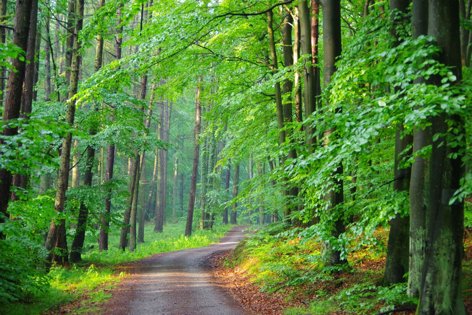Pentax K-70 sample photo. Forest, wood, woods photography