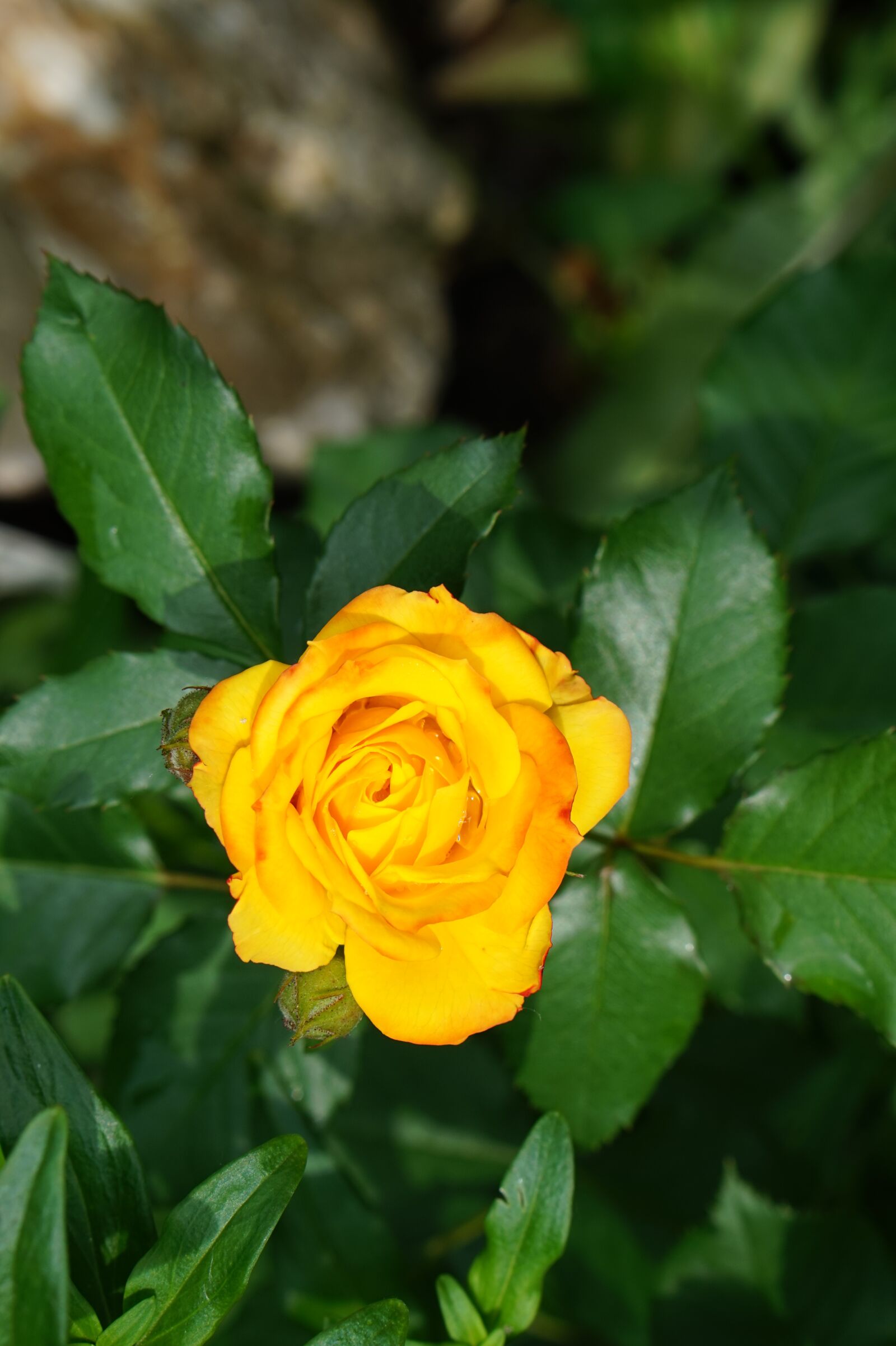 Sony Alpha a5000 (ILCE 5000) + E 50mm F1.8 OSS sample photo. Flower, rose, garden photography