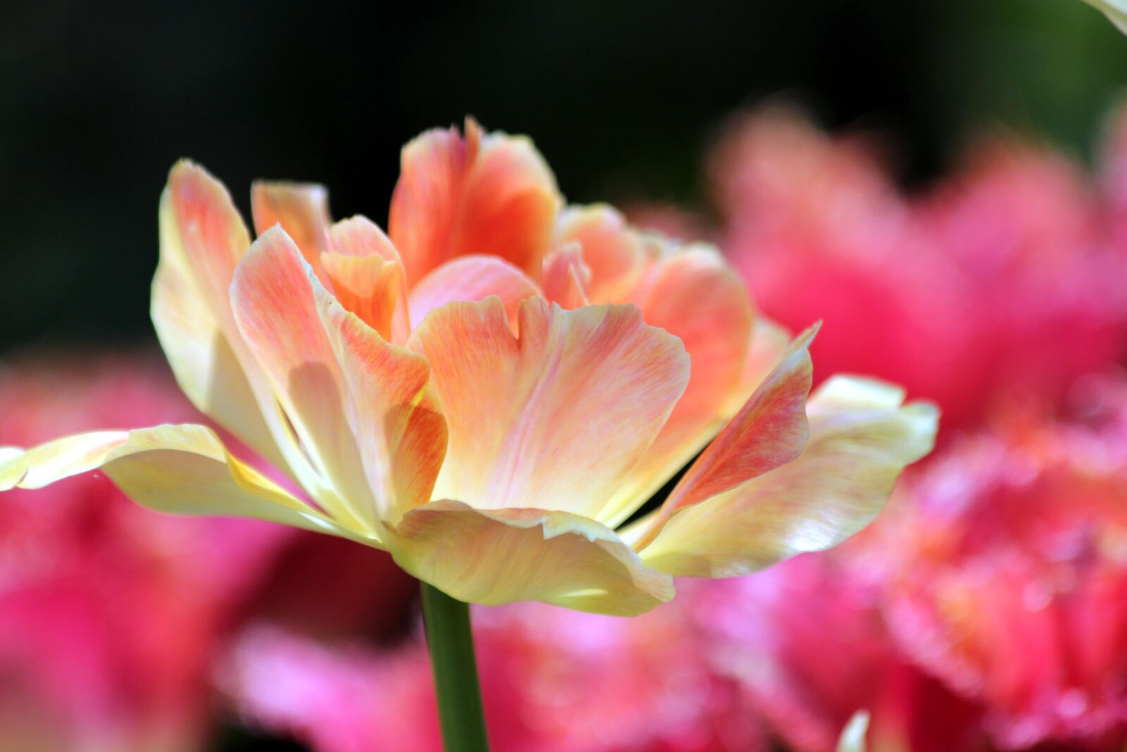 Canon EOS 650D (EOS Rebel T4i / EOS Kiss X6i) sample photo. Tulip, pink tulip, flower photography