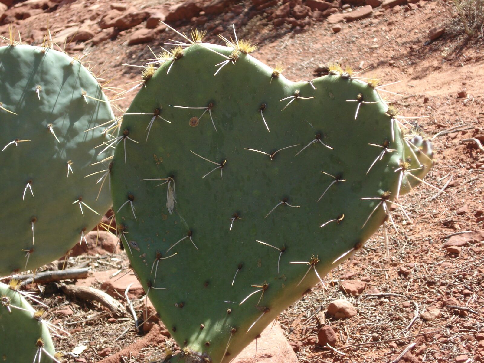 Sony DSC-W70 sample photo. Cactus, heart, heart cactus photography
