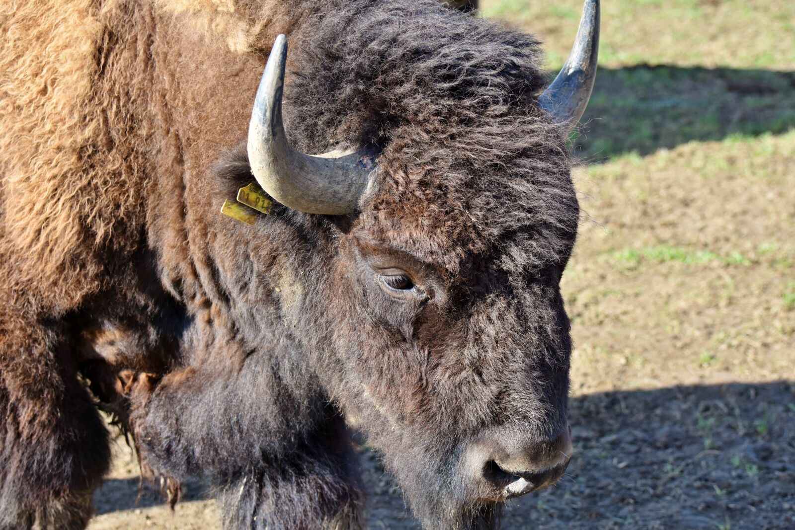 Nikon D7200 sample photo. Bison, buffalo, horns photography